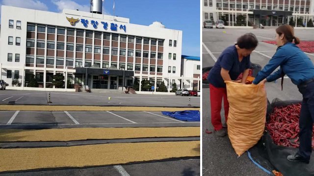 [영상] 농산물 건조장으로 변한 경찰서 주차장 / YTN