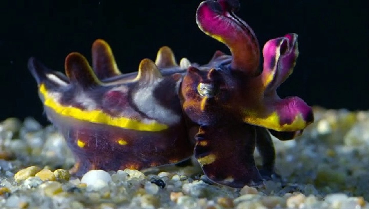 Natural World S39E03 The Octopus In My House