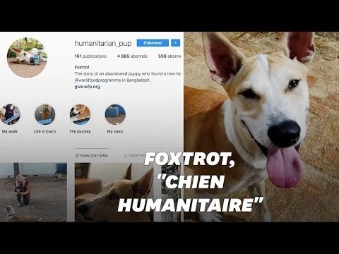 Foxtrot, le chien humanitaire , qui sensibilise au sort des Rohingyas