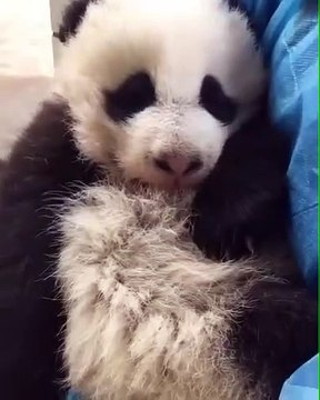 Quand bébé panda fait des clins d’œils, voici ce que ça donne !