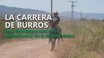 La carrera de burros, una reivindicación de su importancia en el mundo rural