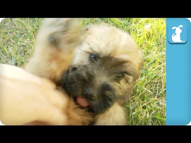 Puppy Tummy Rub- – Puppy Love