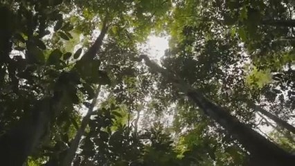 Bolsonaro rechaza dar garantías sobre la Amazonia pese a la presión internacional