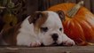 A Pumpkin Spice Latte for Dogs Exists—and You Can Buy It on Amazon