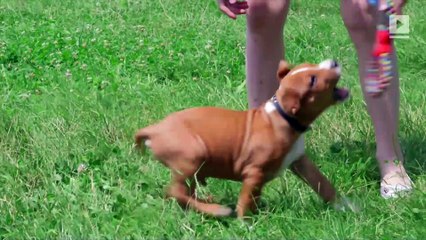 Why Do We Love Dogs so Much? (Aug. 26, National Dog Day)