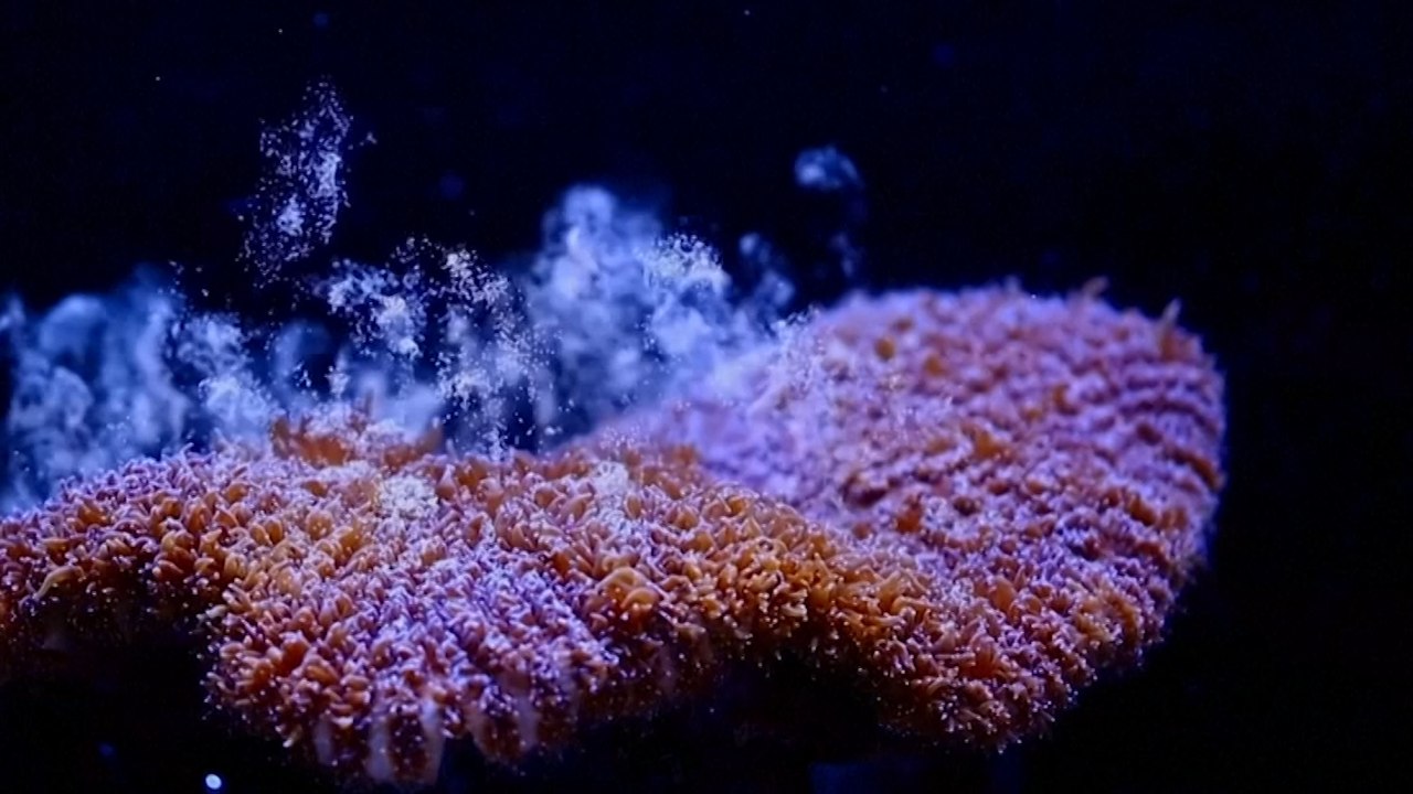 Florida Scientists Induce Spawning Of Atlantic Coral In Lab For First Time