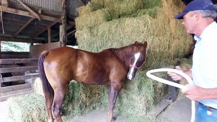 PEMF 8000 EQUINE PROTOCOL | PEMF8000 FOR HORSES TRAINING