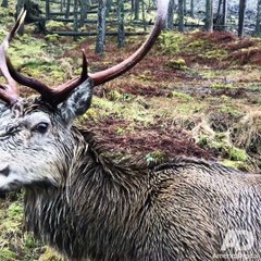 'Bombas de cianuro': el artefacto que pone en peligro a cientos de animales salvajes en EE.UU