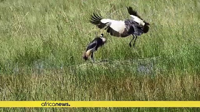 Sauver la population de grues en voie de disparition en Afrique du Sud