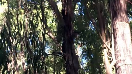 Goanna Makes a Grab for a Possum