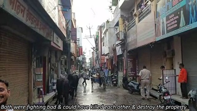 Brawling Bulls Cause Market Mayhem