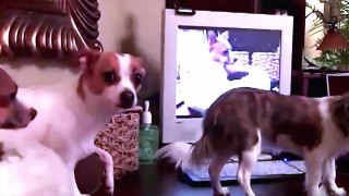 Cats and Dogs That Saw Something Their Owners Couldn't See : ESP and the Supernatural