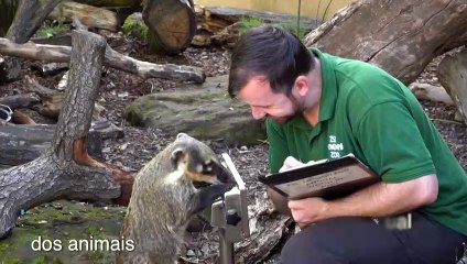 Contabilidade de animais