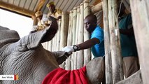 Scientists Have Extracted Eggs From Last 2 Northern White Rhinos To Save Species