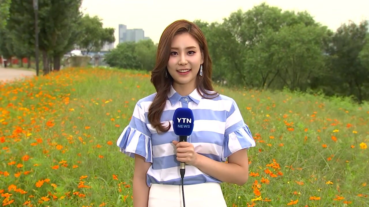 [날씨] 아침은 가을, 낮은 여름...금빛 코스모스 활짝 / YTN