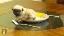 Tiny Pug Puppy Stuck on Pug Plate