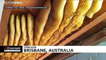 VIDEOS DER WOCHE: Kosmische Energie, 5 Elefanten und tropfender Honig