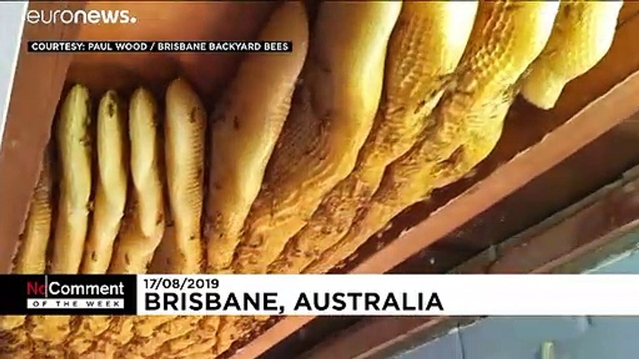 VIDEOS DER WOCHE: Kosmische Energie, 5 Elefanten und tropfender Honig