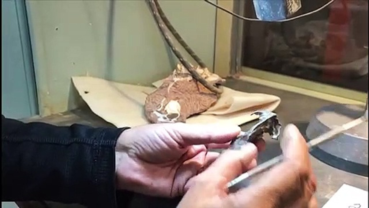 Hallan mamiferoide similar a la “ardilla” de "La era de hielo" en Argentina