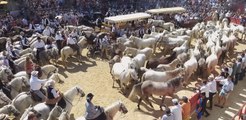 Journée à l'ancienne à Saint-Laurent d'Aigouze