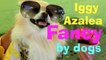 Iggy Azalea - Fancy (Puppy - Doggy Parody)