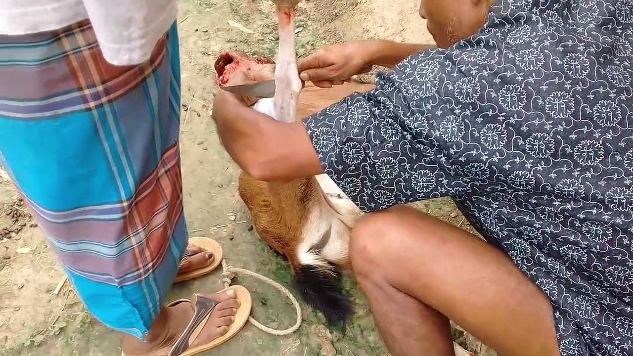 দেখুন কীভাবে ছাগলের চামড়া ছাড়াতে হয়