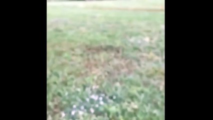 Little High Rabbit Goes Crazy