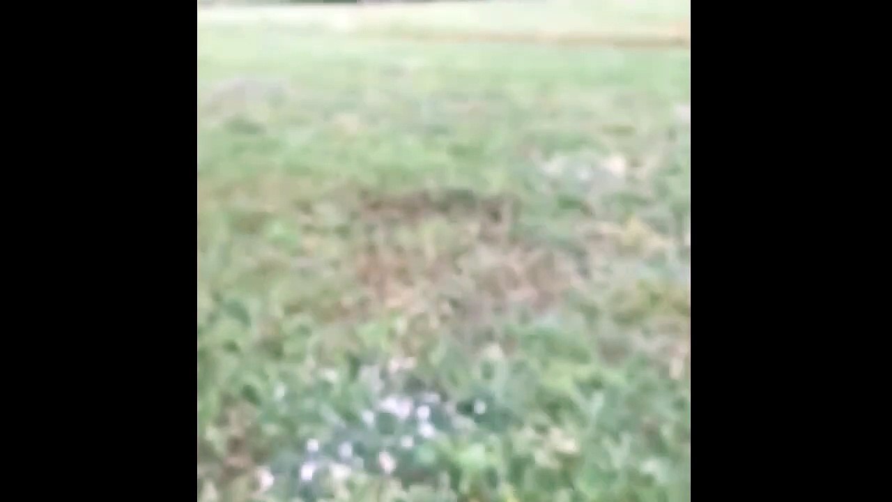 Little High Rabbit Goes Crazy