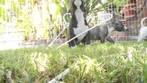 Miniature Bull Terrier Puppies Play With Coat Hangers