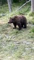 Une meute d'ours encerclent des ouvriers en forêt en russie !