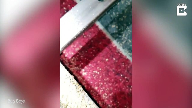 Ce lit d'hotel est infesté de puces de lits !