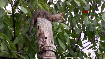 KONYA Telefon direğinde mahsur kalan kedi saatler sonra kurtarıldı