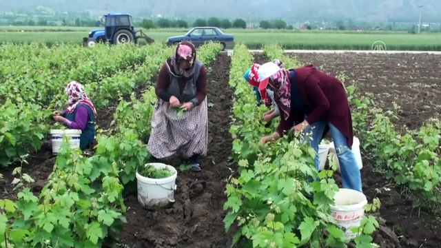 Bu ilçenin geçim kaynağı 'üzüm yaprağı' - TOKAT