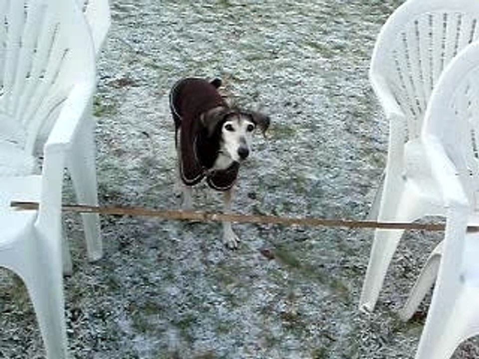 Dolly