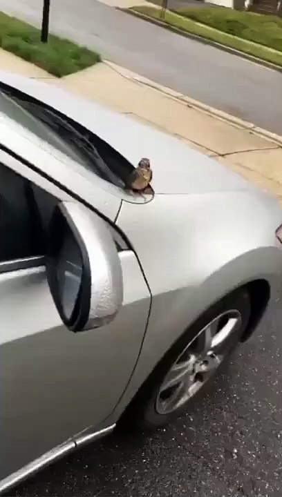 DAWG This Random Bird Trying To Get Me To Adopt Him