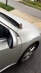 DAWG This Random Bird Trying To Get Me To Adopt Him