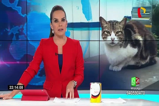 Sisol: gatos no han ingresado a consultorios médicos