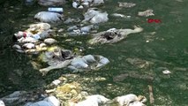 KONYA Havuzda bulunan ördekler kirlilik nedeniyle öldü iddiası