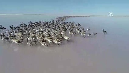 Flamingo nüfusu iki kat arttı - ANKARA