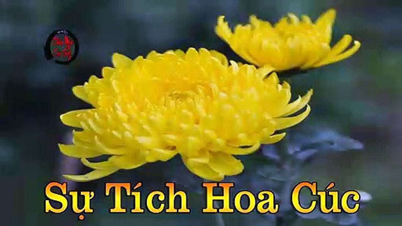 Sự Tích Hoa Cúc (Asteraceae) - Châm Ngôn Cuộc Sống Hay