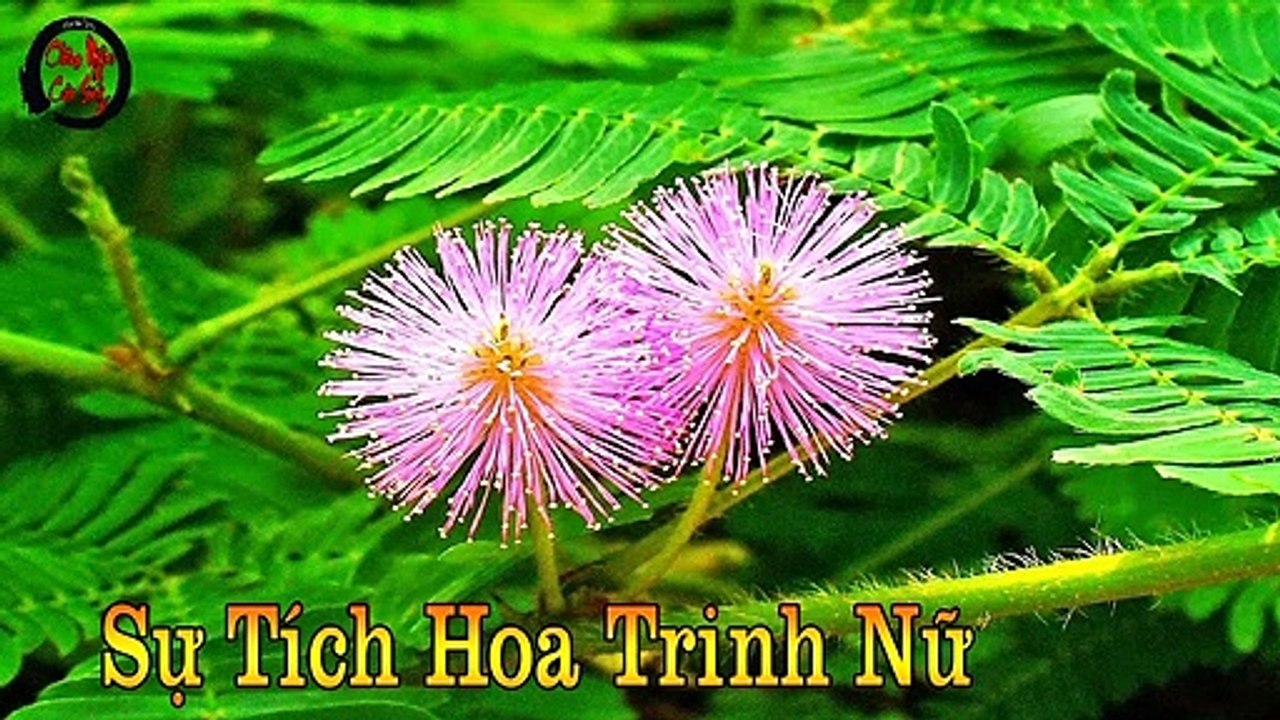 Sự Tích Hoa Trinh Nữ (Cây Xấu Hổ) - Mimosa Pudica - Châm Ngôn Cuộc Sống Hay