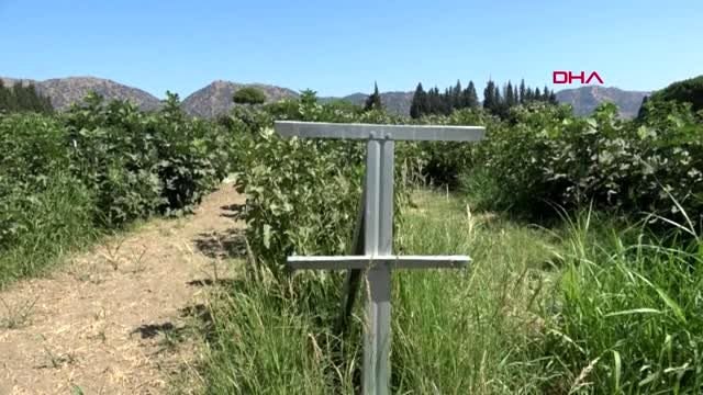 AYDIN İncir üretiminde yeni yöntemle daha fazla ürün alınabilecek