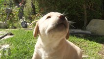 Sleepy Yellow Lab Puppies Can't Stop Yawning