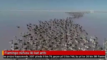 Flamingo nüfusu iki kat arttı