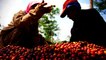 Indonesian coffee farmers struggle as prices hit 8-year low