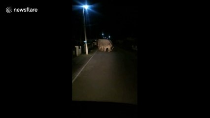 Raiding elephants smash gate "for fun"