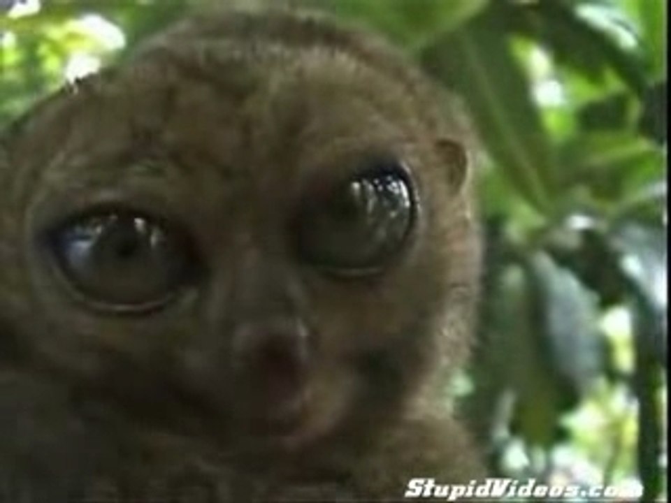 mon vrai visage