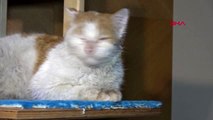 Antalya kedi 'toros'un yeni evi, başkanın makamı