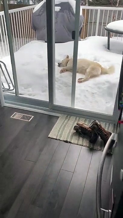 Snow Loving Dog Lays Down for a Lick