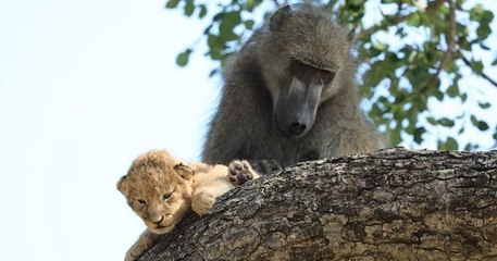 Ce babouin nous rejoue l'une des scènes cultes du Roi Lion, en portant un jeune lionceau